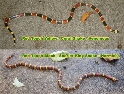 king snake vs coral snake rhyme.